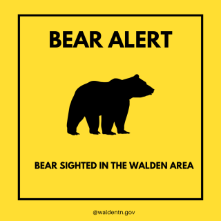Bear Sighted in Walden Area