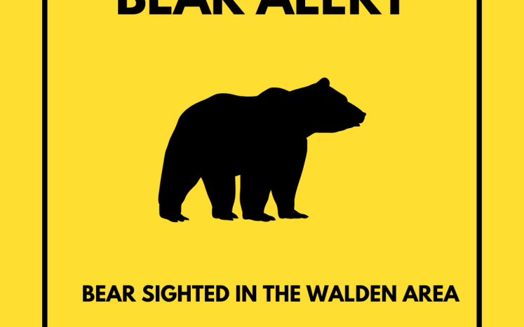 Bear Sighted in Walden Area